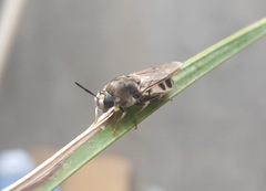 Stratiomys longicornis