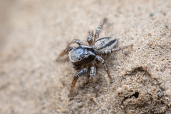 Habronattus altanus