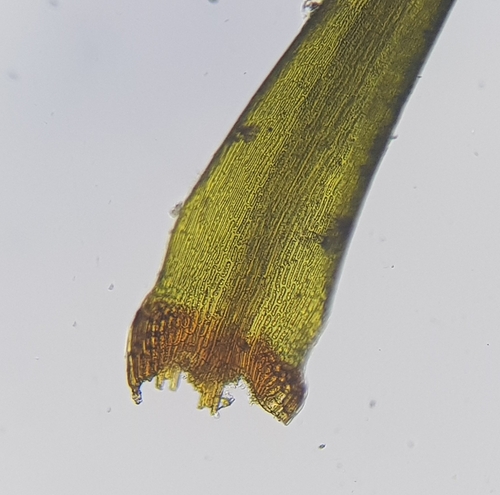Image of Sharp-leaved Blindia by (c) Helen Waterman, some rights reserved (CC BY)