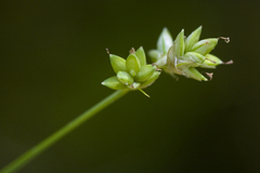Carex tenuiflora