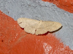 Cyclophora obstataria