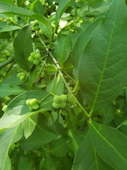 Euonymus atropurpureus