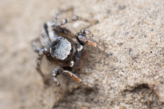 Habronattus altanus