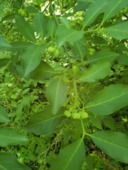 Euonymus atropurpureus