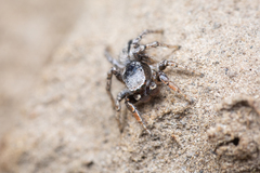 Habronattus altanus