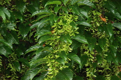 Acer davidii