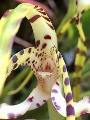 Maxillaria speciosa