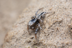 Habronattus altanus