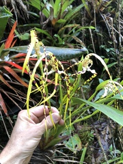 Maxillaria speciosa