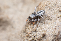 Habronattus altanus
