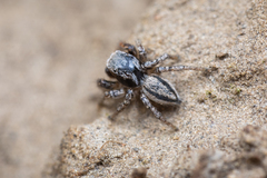 Habronattus altanus
