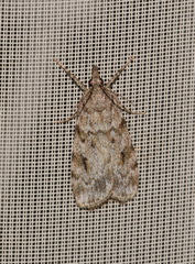 Scoparia ambigualis