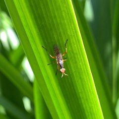 Dichetophora obliterata