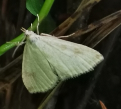 Udea decrepitalis