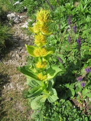 Gentiana lutea vardjanii