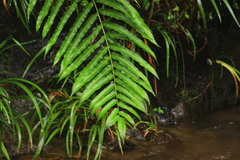 Menisciopsis penangiana