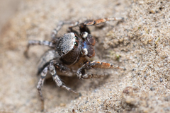 Habronattus altanus