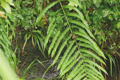 Menisciopsis penangiana