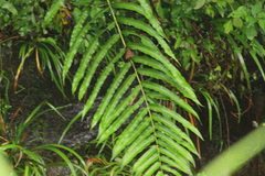 Menisciopsis penangiana