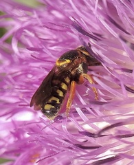 Dianthidium curvatum