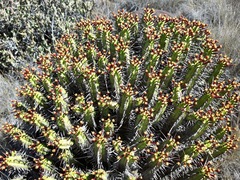 Euphorbia heptagona