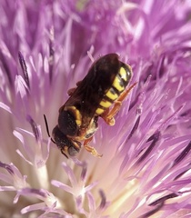 Dianthidium curvatum