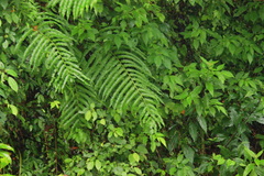 Menisciopsis penangiana