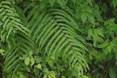 Menisciopsis penangiana