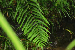 Menisciopsis penangiana