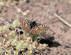 Euphydryas editha edithana