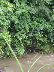 Menisciopsis penangiana