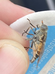 Hybomitra bimaculata