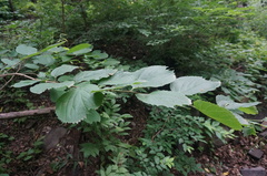 Celtis koraiensis