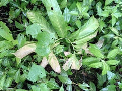 Arisaema heterophyllum