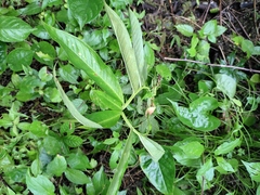 Arisaema heterophyllum