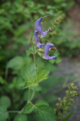 Salvia miltiorrhiza