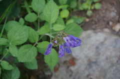 Salvia miltiorrhiza