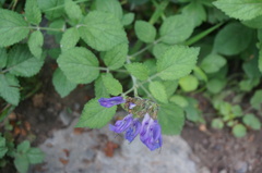 Salvia miltiorrhiza