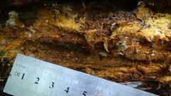 Asterodon ferruginosus