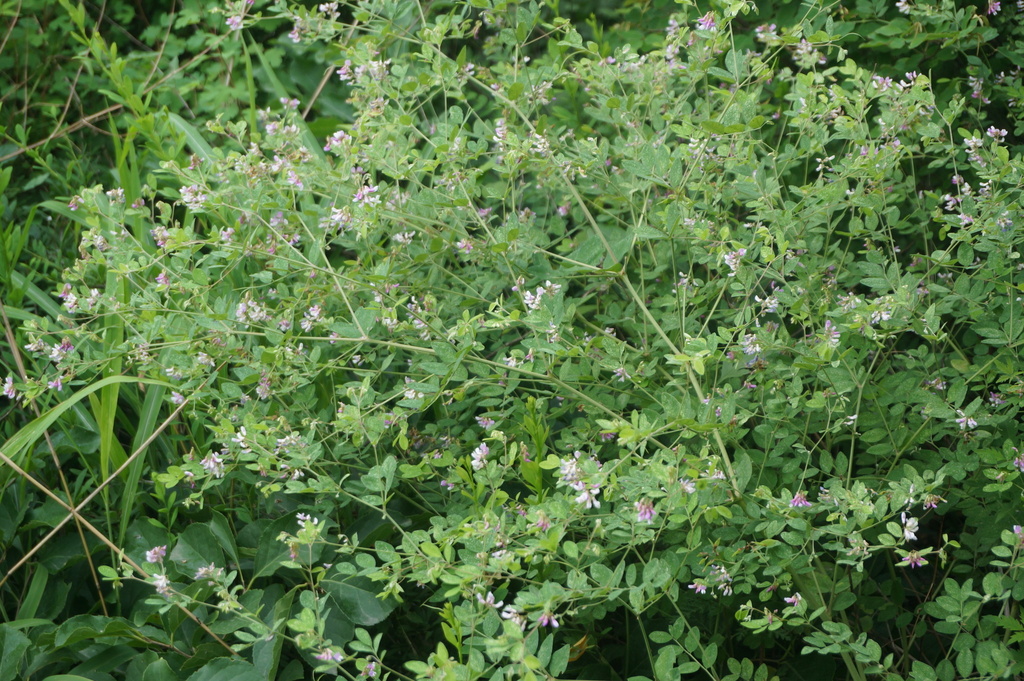Vicia sinogigantea