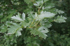 Crataegus pinnatifida