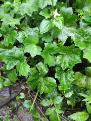 Hydrocotyle nepalensis