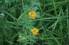 Erysimum amurense