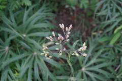 Syneilesis aconitifolia