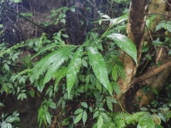Arisaema heterophyllum
