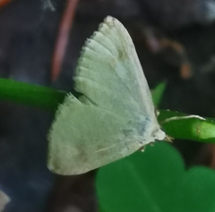 Udea decrepitalis