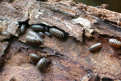 Armadillidium pulchellum