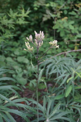 Syneilesis aconitifolia