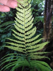 Microlepia strigosa