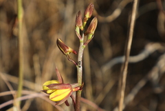 Eulophia hians inaequalis